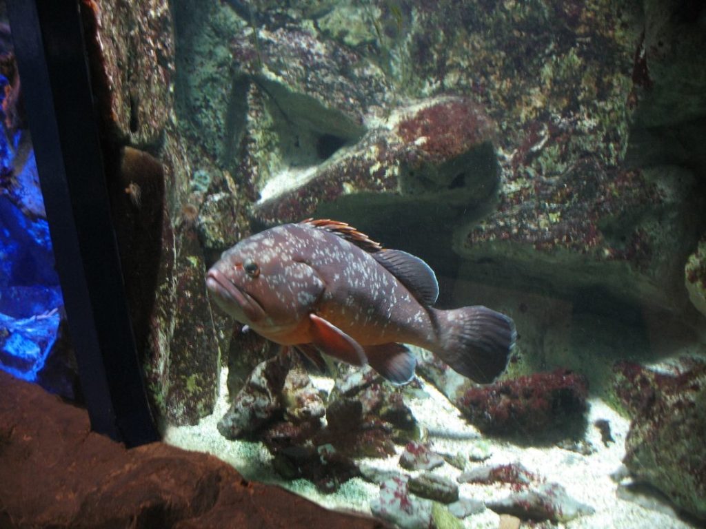 Akvarijum-u-haus-des-meeres