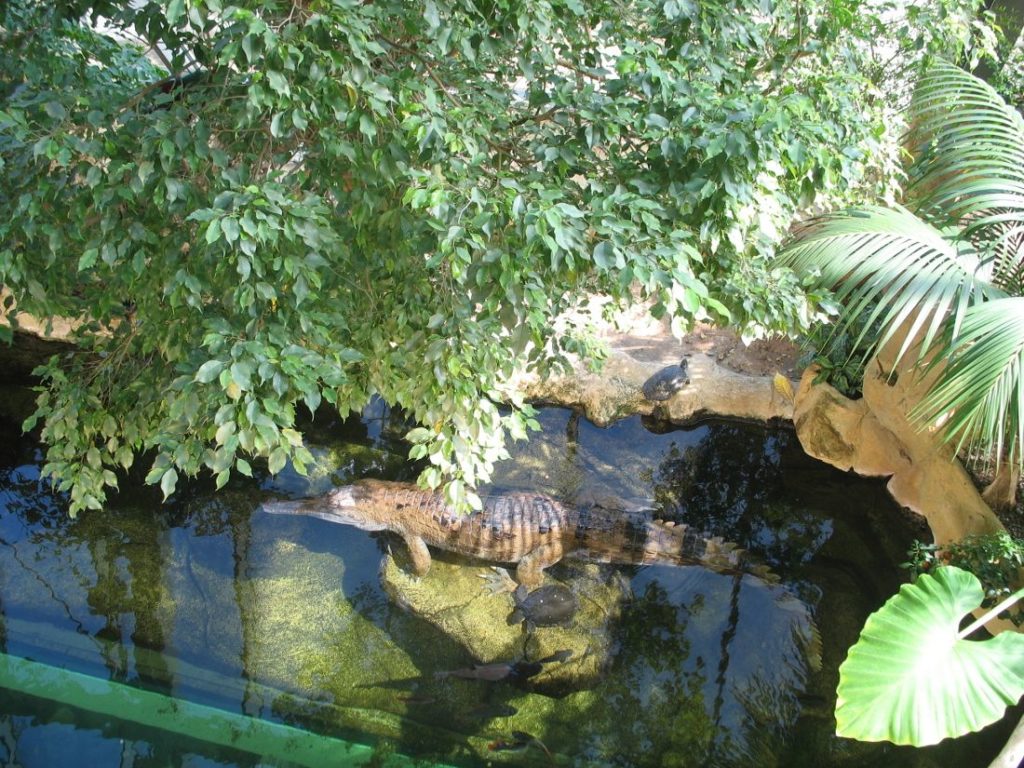 Krokodil-haus-des-meeres