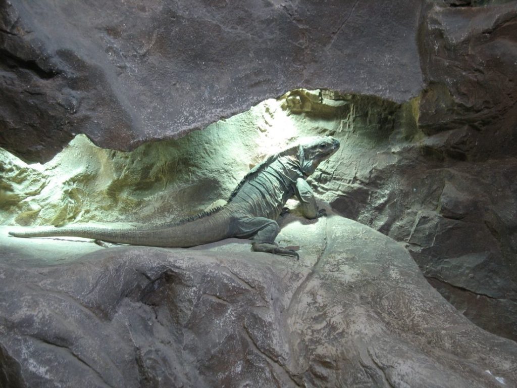 Varan-haus-des-meeres