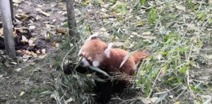 Crvena panda u Budimpešta ZOO vrtu