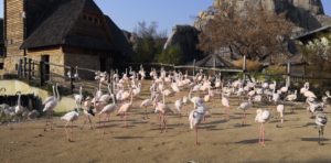 Flamingosi u Budimpešta ZOO vrtu