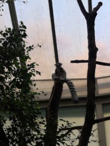 Lemur (King Džulijan) u Budimpešta ZOO vrtu
