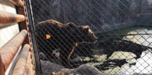 Medved u Budimpešta ZOO vrtu