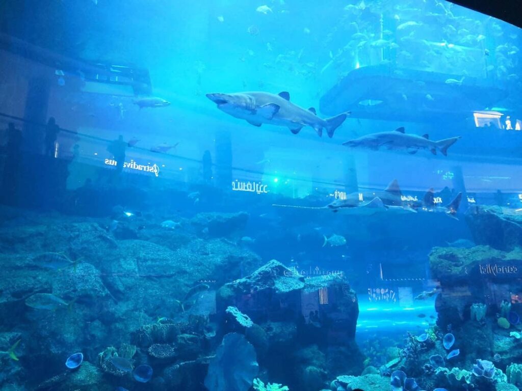 Akvarijum u Dubai Mallu