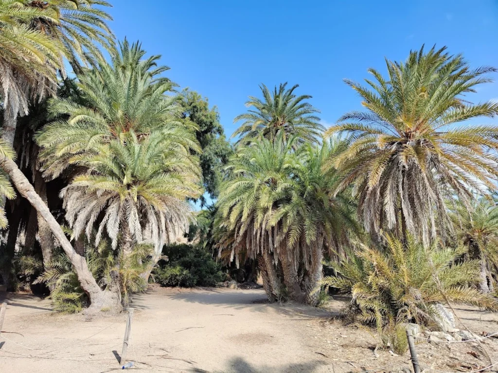 Šuma palmi na Vai plaži