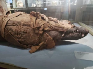 Mumificirani krokodil