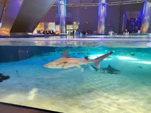 Ajkule u Oceanograficu