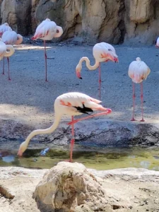 Flamingosi u Bioparku