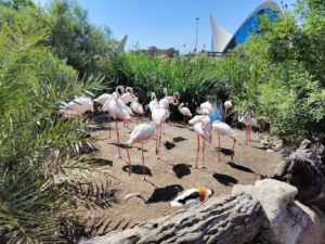 Flamingosi u Oceanograficu