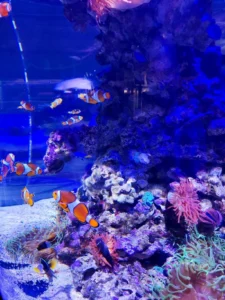 Klovn ribe u Oceanograficu