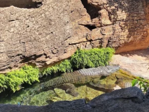 Krokodil u Bioparku