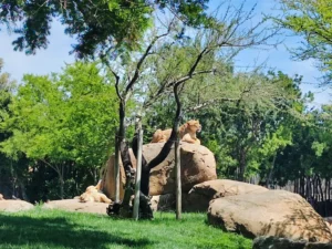 Lavovi u Bioparku