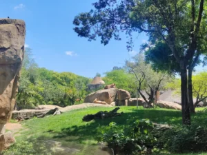 Lavovi u Bioparku