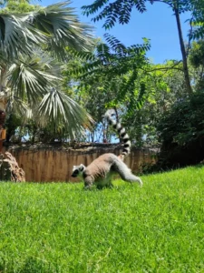 Lemur u Bioparku