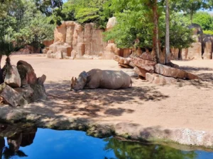 Nosorozi u Bioparku