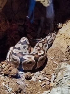 Piton u Bioparku