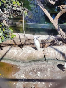 Ptice u okviru Oceanografica