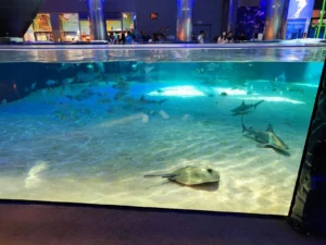 Raže u Oceanograficu