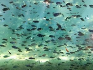 Ribice u Bioparku