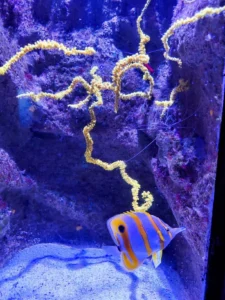 Ribice u Oceanograficu