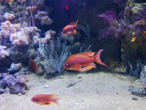 Ribice u Oceanograficu