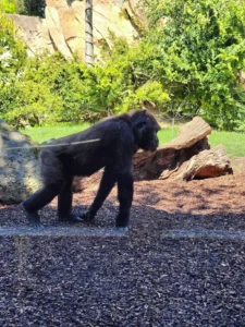Šimpanza u Bioparku
